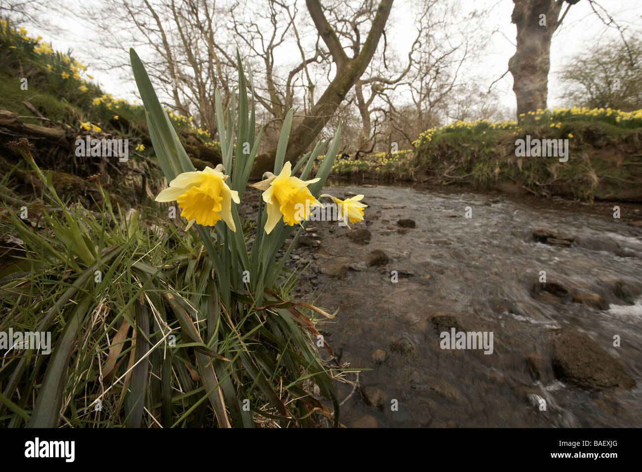 Wilde Narzissen Narcissus Pseudonarcissus der Farndale wachsenden nächsten Fluss Dove North Yorkshire Moors Nationalpark UK Stockfoto
