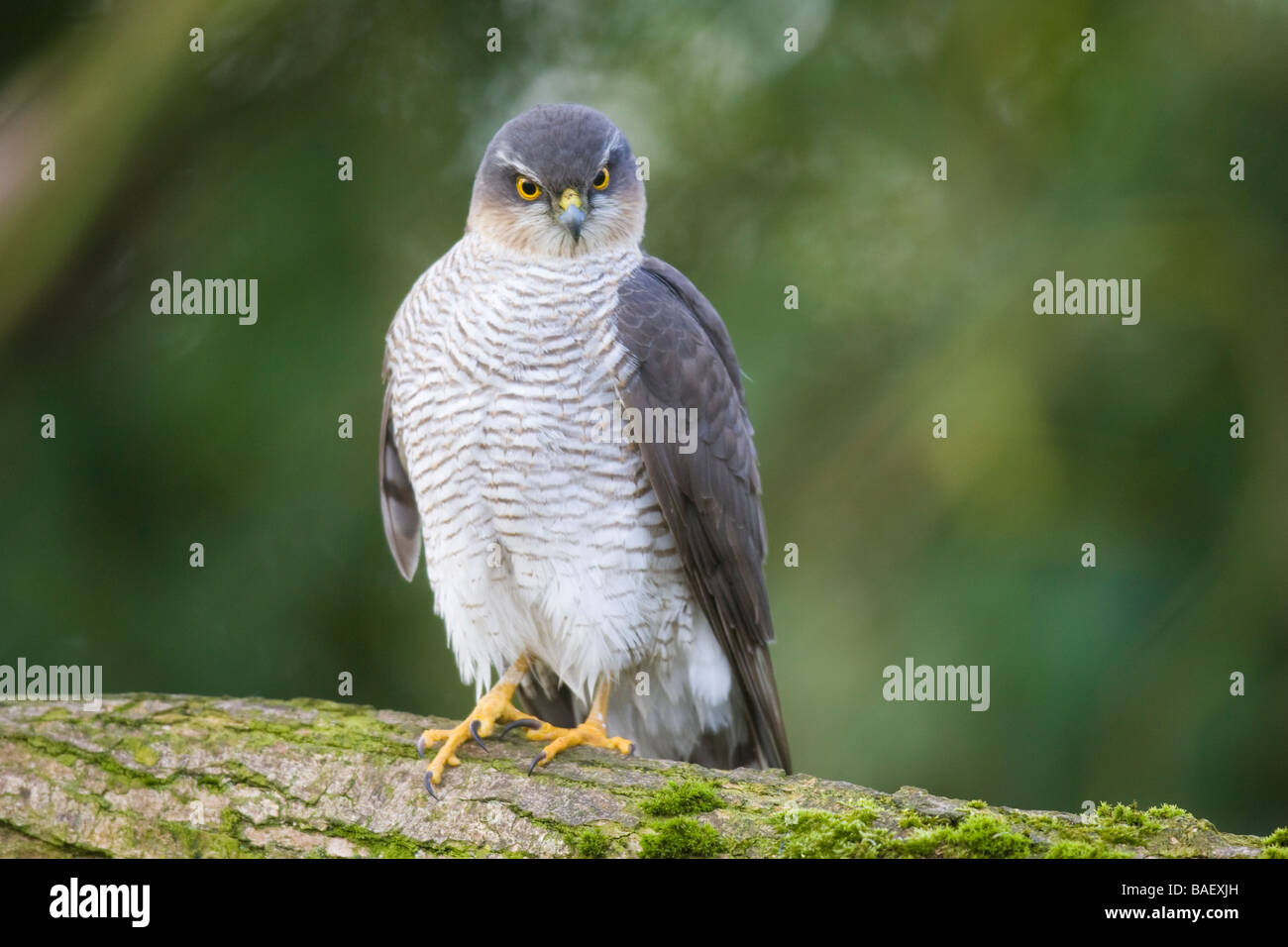 Erwachsene weibliche eurasischen Sperber (Accipiter Nisus) thront auf einem Baumstamm Stockfoto