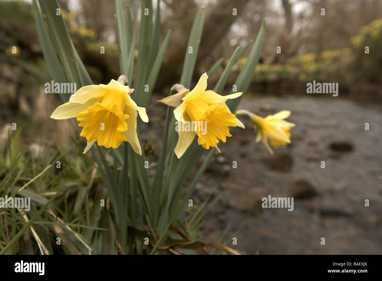 Wilde Narzissen Narcissus Pseudonarcissus der Farndale wachsenden nächsten Fluss Dove North Yorkshire Moors Nationalpark UK Stockfoto