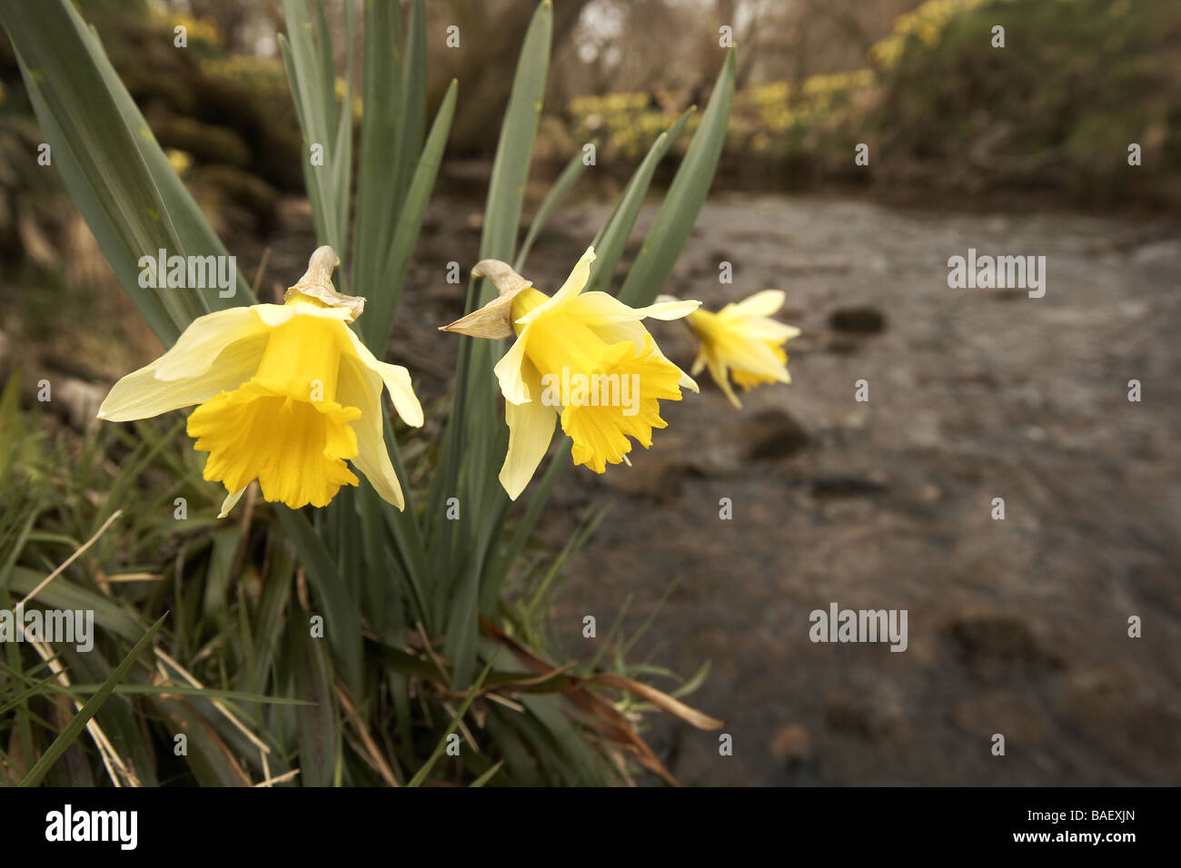 Wilde Narzissen Narcissus Pseudonarcissus der Farndale wachsenden nächsten auf den Fluss Dove North Yorkshire Moors Nationalpark Stockfoto
