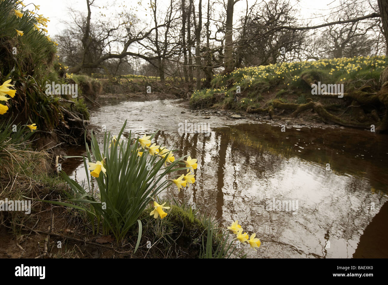 Wilde Narzissen Narcissus Pseudonarcissus der Farndale wachsenden nächsten auf den Fluss Dove North Yorkshire Moors Nationalpark Stockfoto