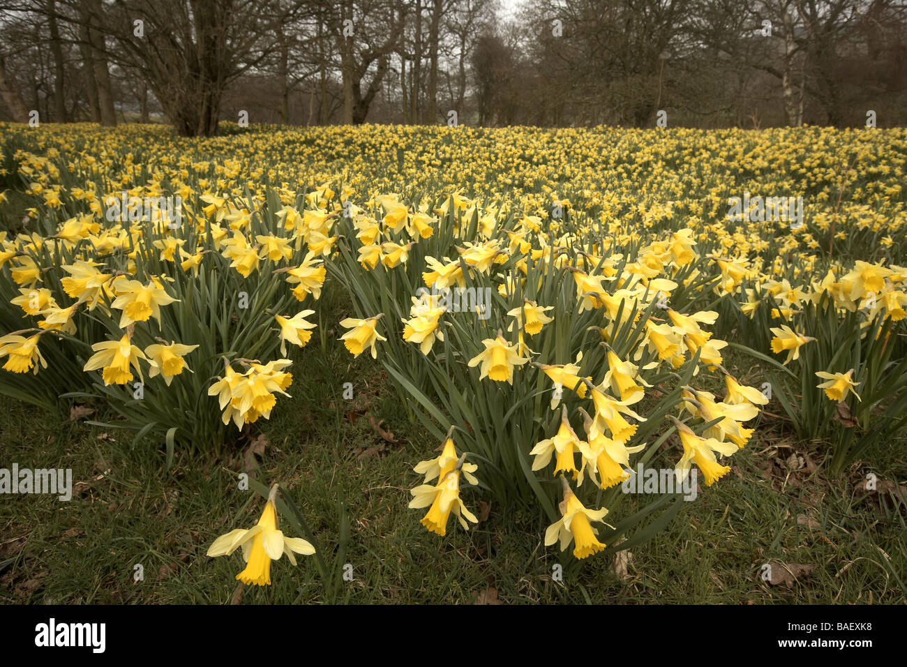 Wilde Narzissen Narcissus Pseudonarcissus von Farndale UK Stockfoto