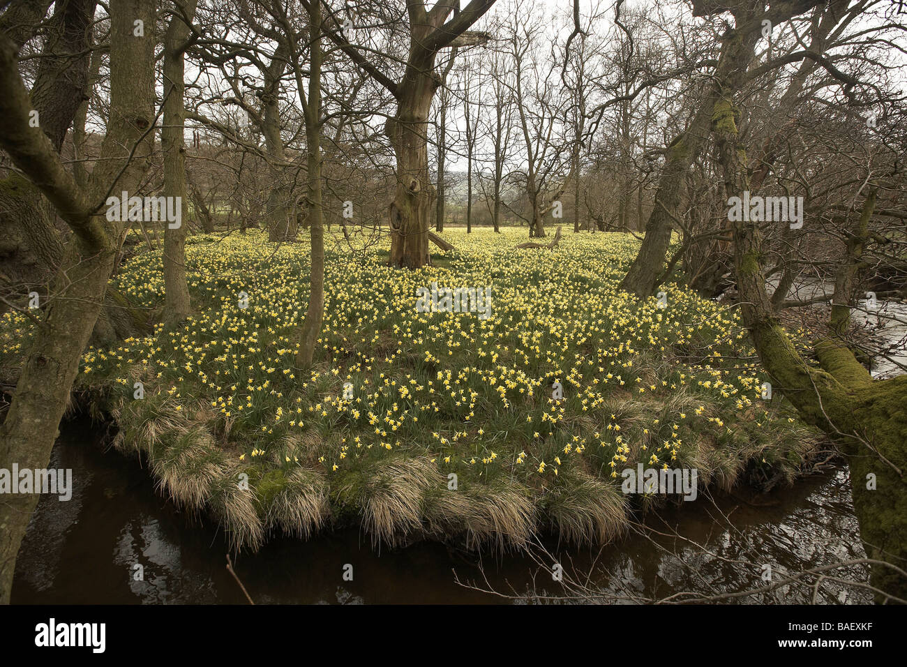 Wilde Narzissen Narcissus Pseudonarcissus der Farndale wachsenden nächsten Fluss Dove North Yorkshire Moors Nationalpark UK Stockfoto