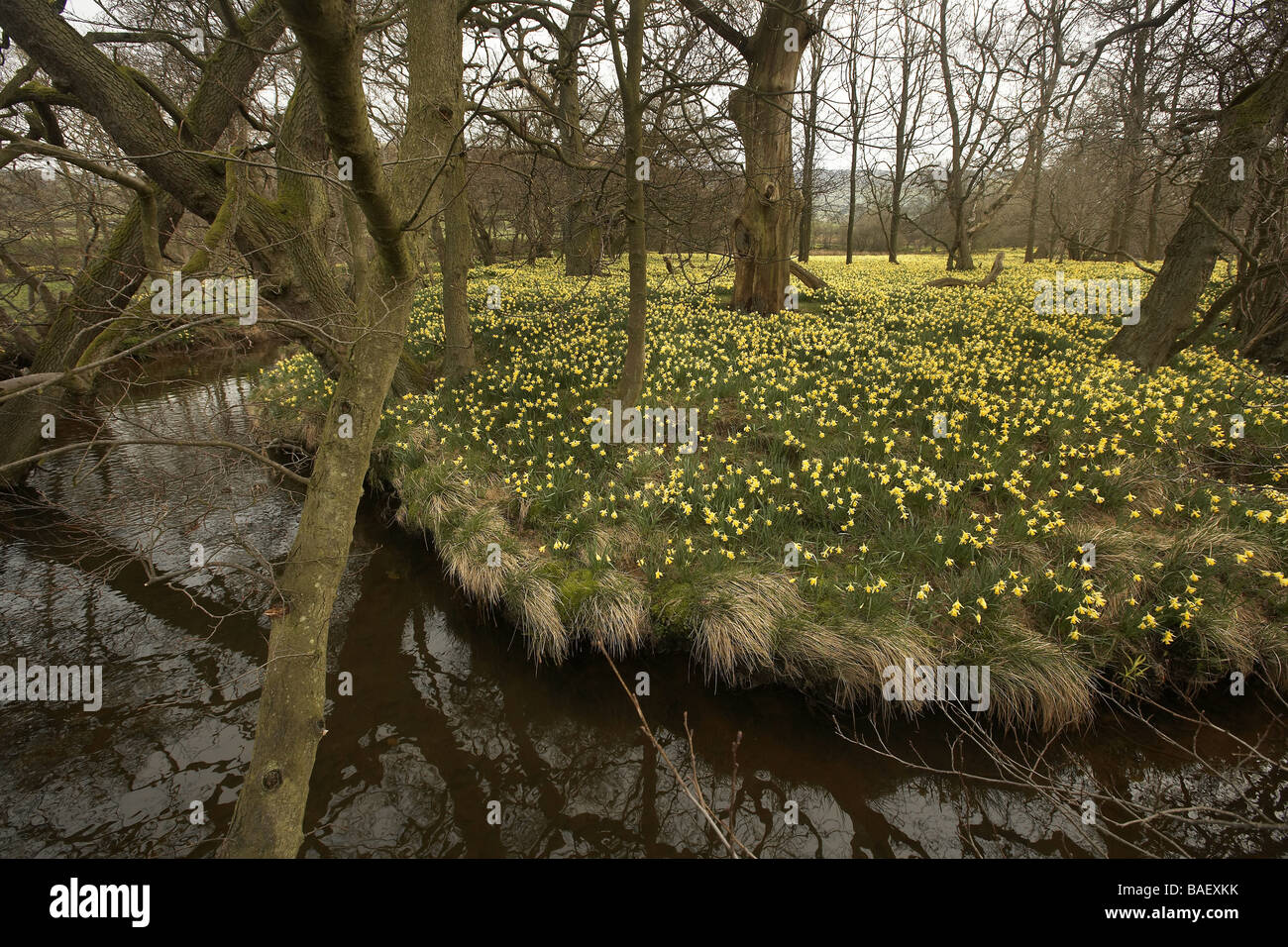 Wilde Narzissen Narcissus Pseudonarcissus der Farndale wachsenden nächsten Fluss Dove North Yorkshire Moors Nationalpark UK Stockfoto