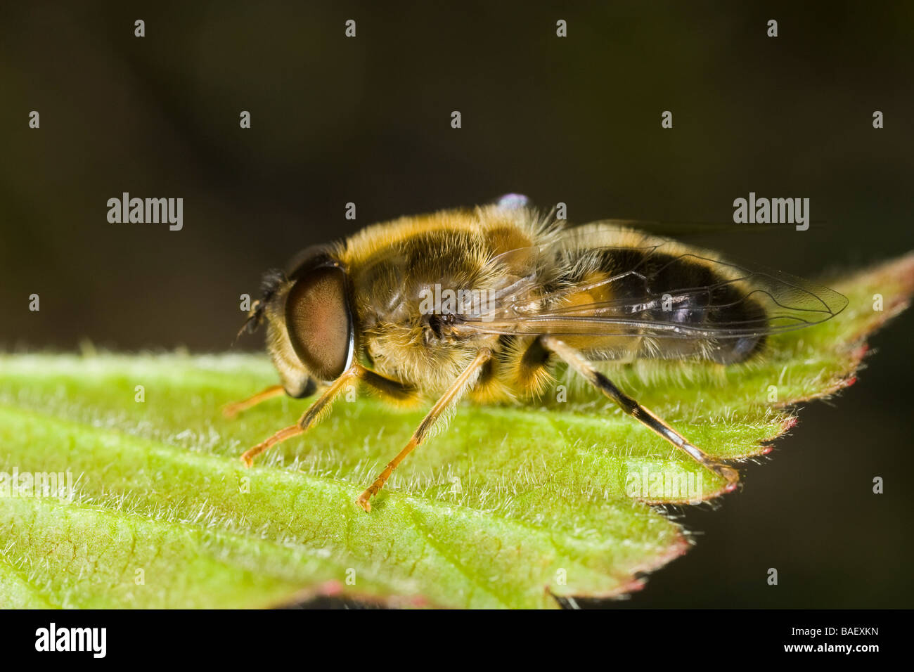 Honigbiene-Mimic Hoverfly (Eristalis Pertinax) Stockfoto