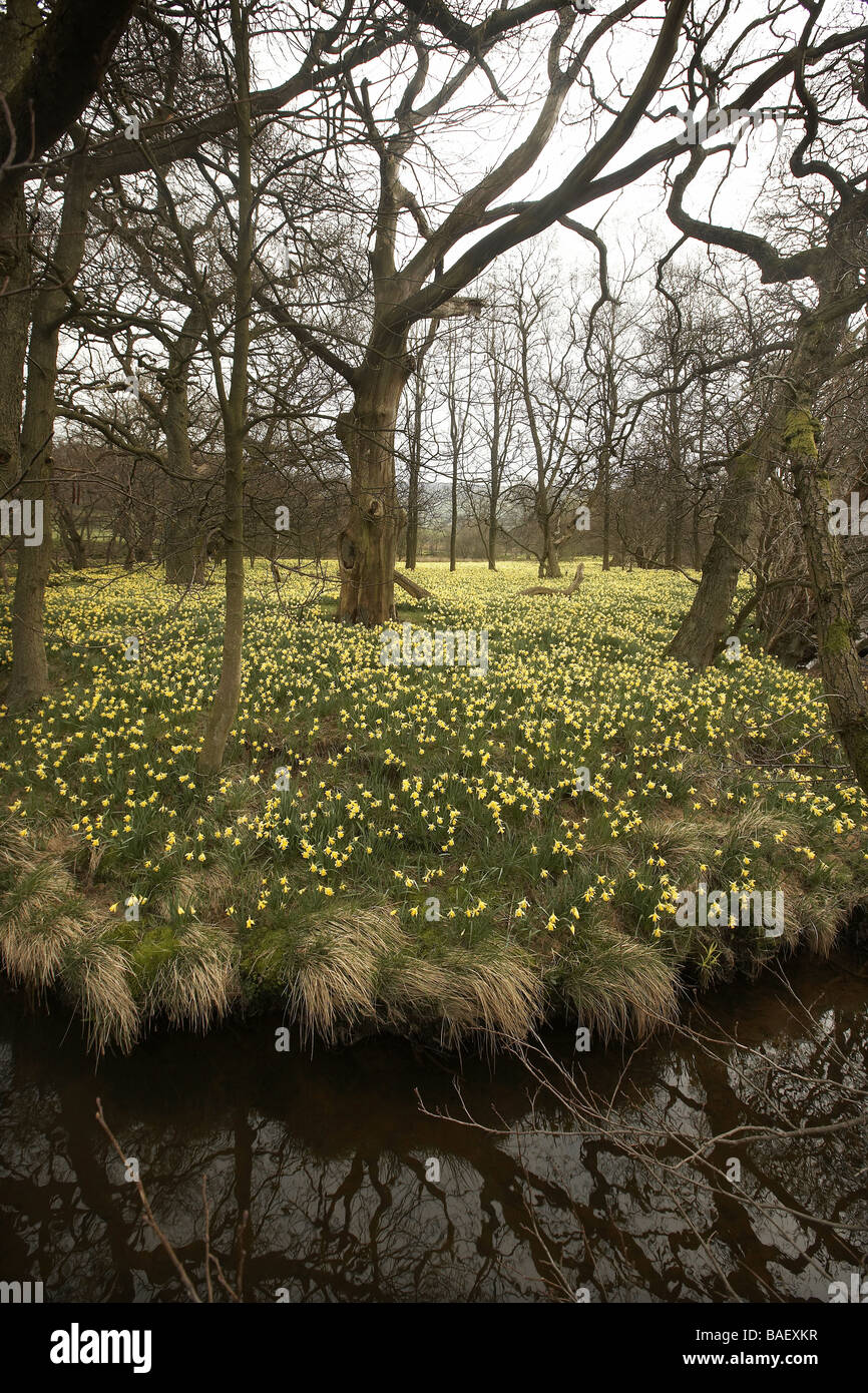 Wilde Narzissen Narcissus Pseudonarcissus der Farndale wachsenden nächsten Fluss Dove North Yorkshire Moors Nationalpark UK Stockfoto