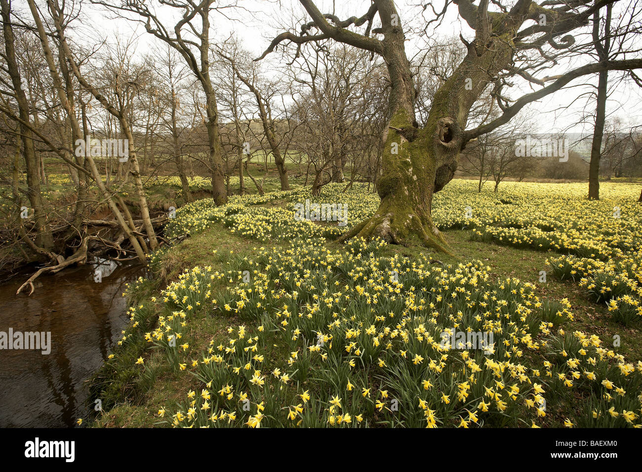 Wilde Narzissen Narcissus Pseudonarcissus der Farndale wachsenden nächsten Fluss Dove North Yorkshire Moors Nationalpark UK Stockfoto