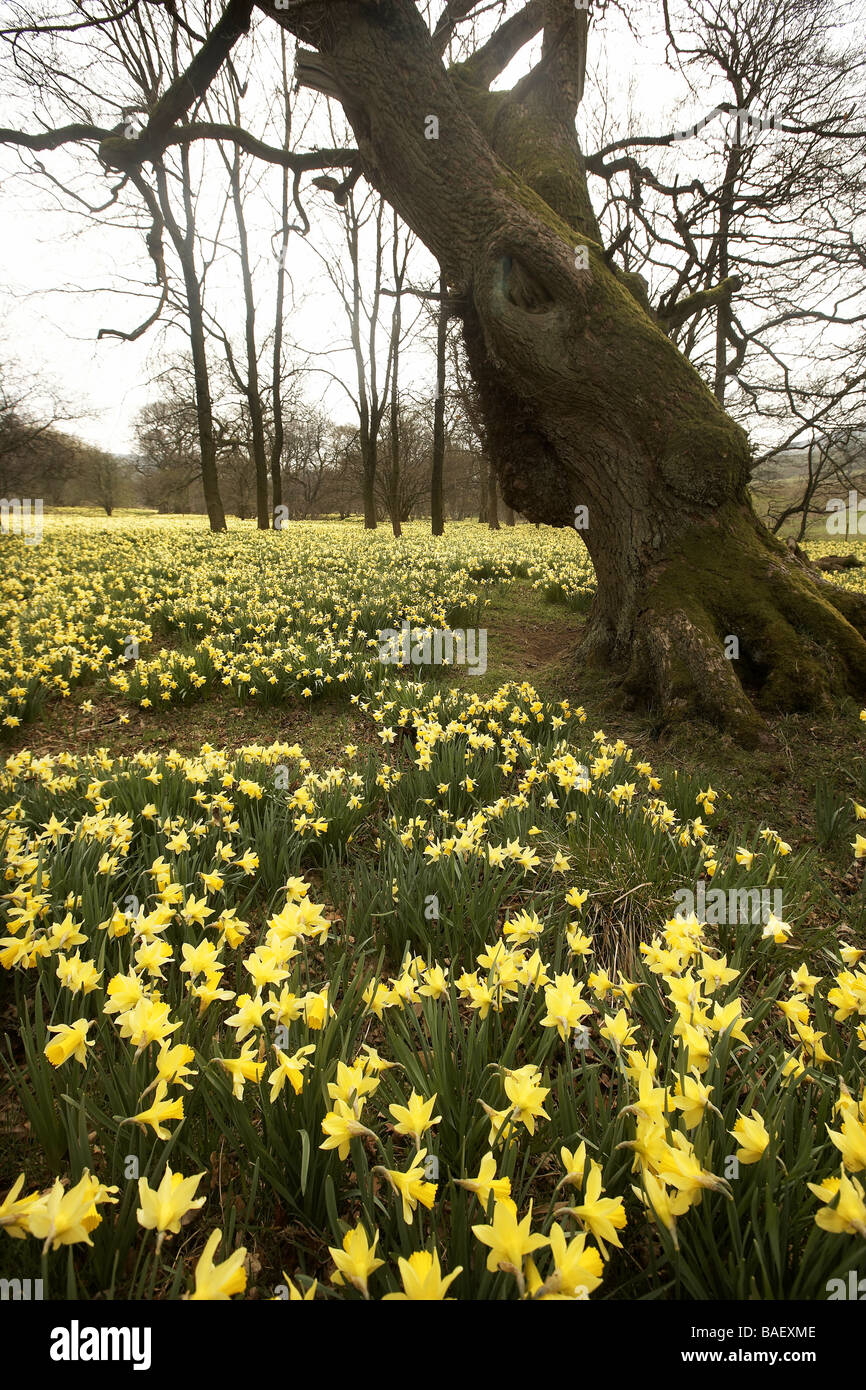 Wilde Narzissen Narcissus Pseudonarcissus der Farndale wachsenden nächsten Fluss Dove North Yorkshire Moors Nationalpark UK Stockfoto