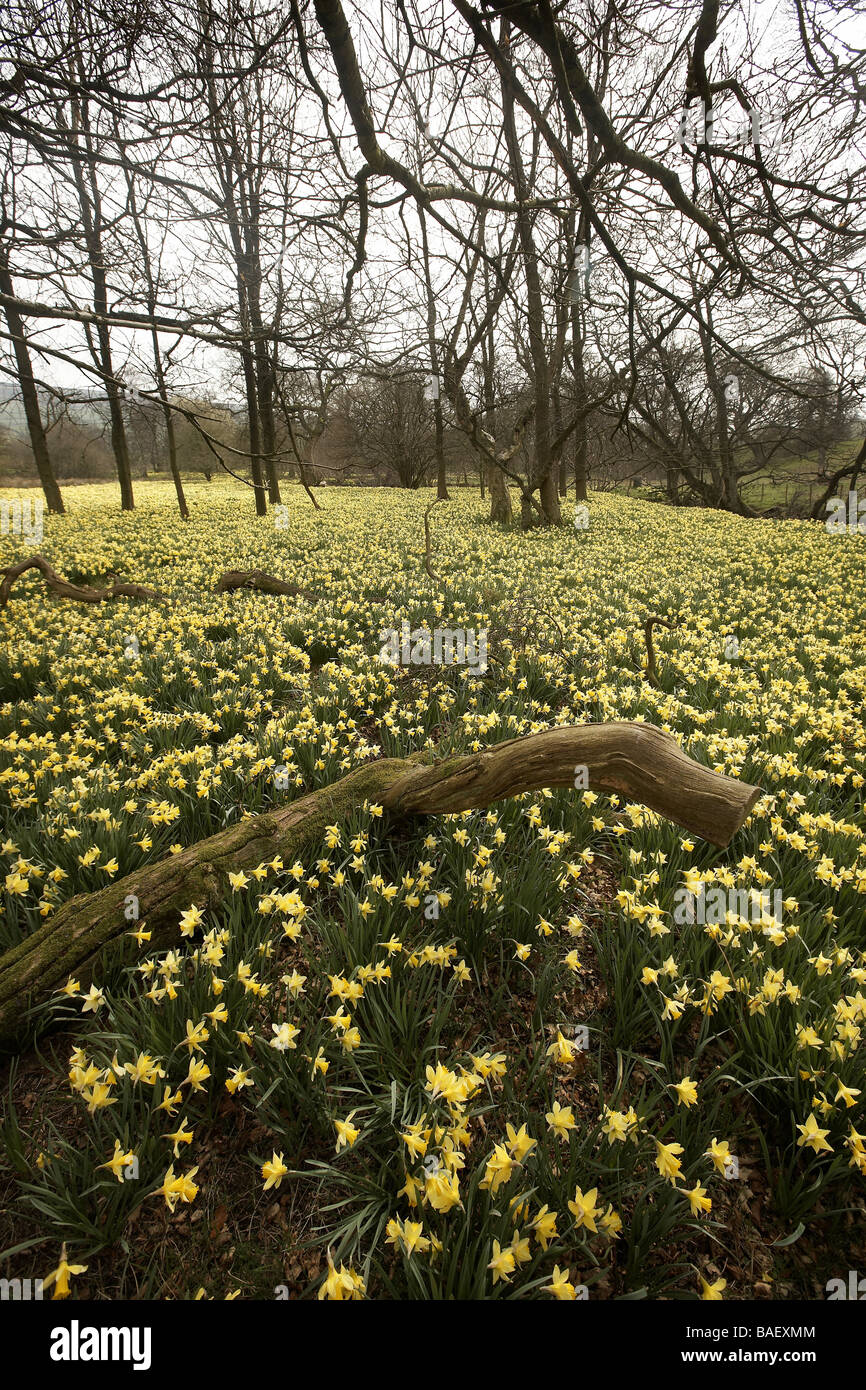 Wilde Narzissen Narcissus Pseudonarcissus der Farndale wachsenden nächsten Fluss Dove North Yorkshire Moors Nationalpark UK Stockfoto
