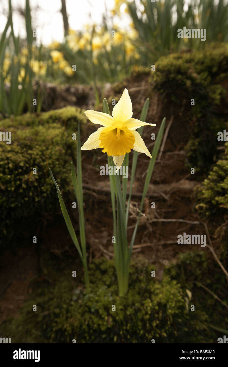 Wilde Narzissen Narcissus Pseudonarcissus der Farndale wachsenden nächsten Fluss Dove North Yorkshire Moors Nationalpark UK Stockfoto
