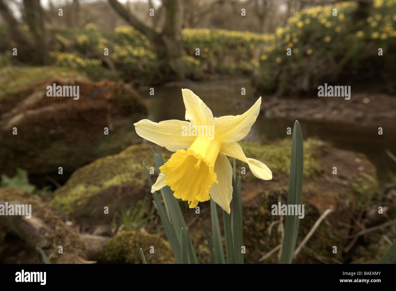 Wilde Narzissen Narcissus Pseudonarcissus der Farndale wachsenden nächsten Fluss Dove North Yorkshire Moors Nationalpark UK Stockfoto