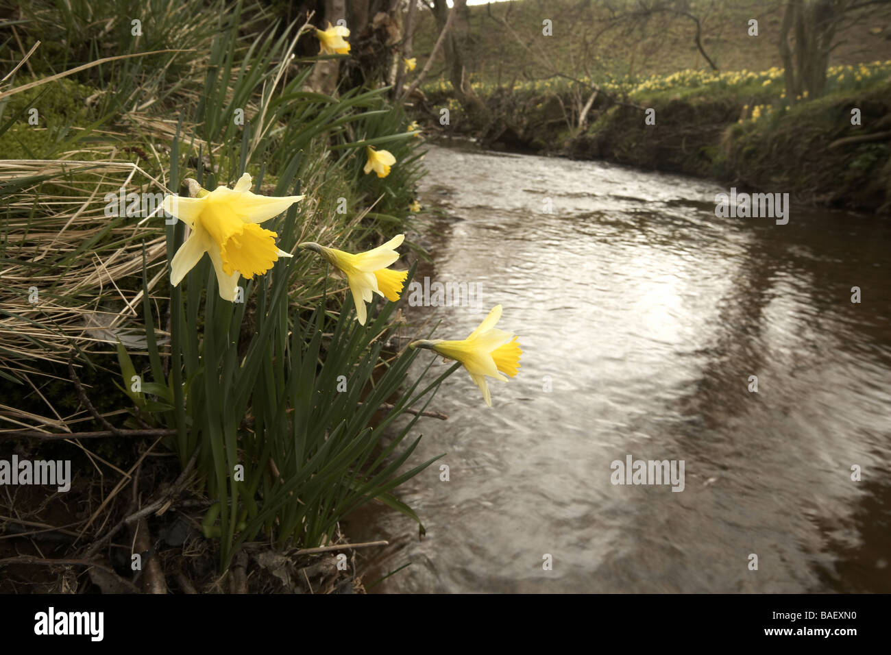 Wilde Narzissen Narcissus Pseudonarcissus von Farndale UK Stockfoto