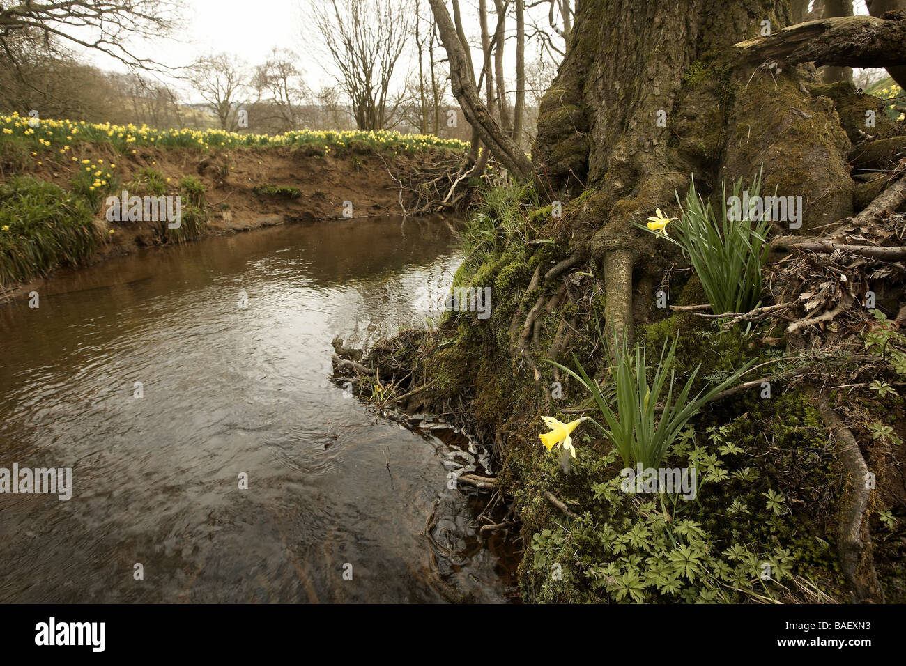 Wilde Narzissen Narcissus Pseudonarcissus der Farndale wachsenden nächsten auf den Fluss Dove North Yorkshire Moors Nationalpark Stockfoto