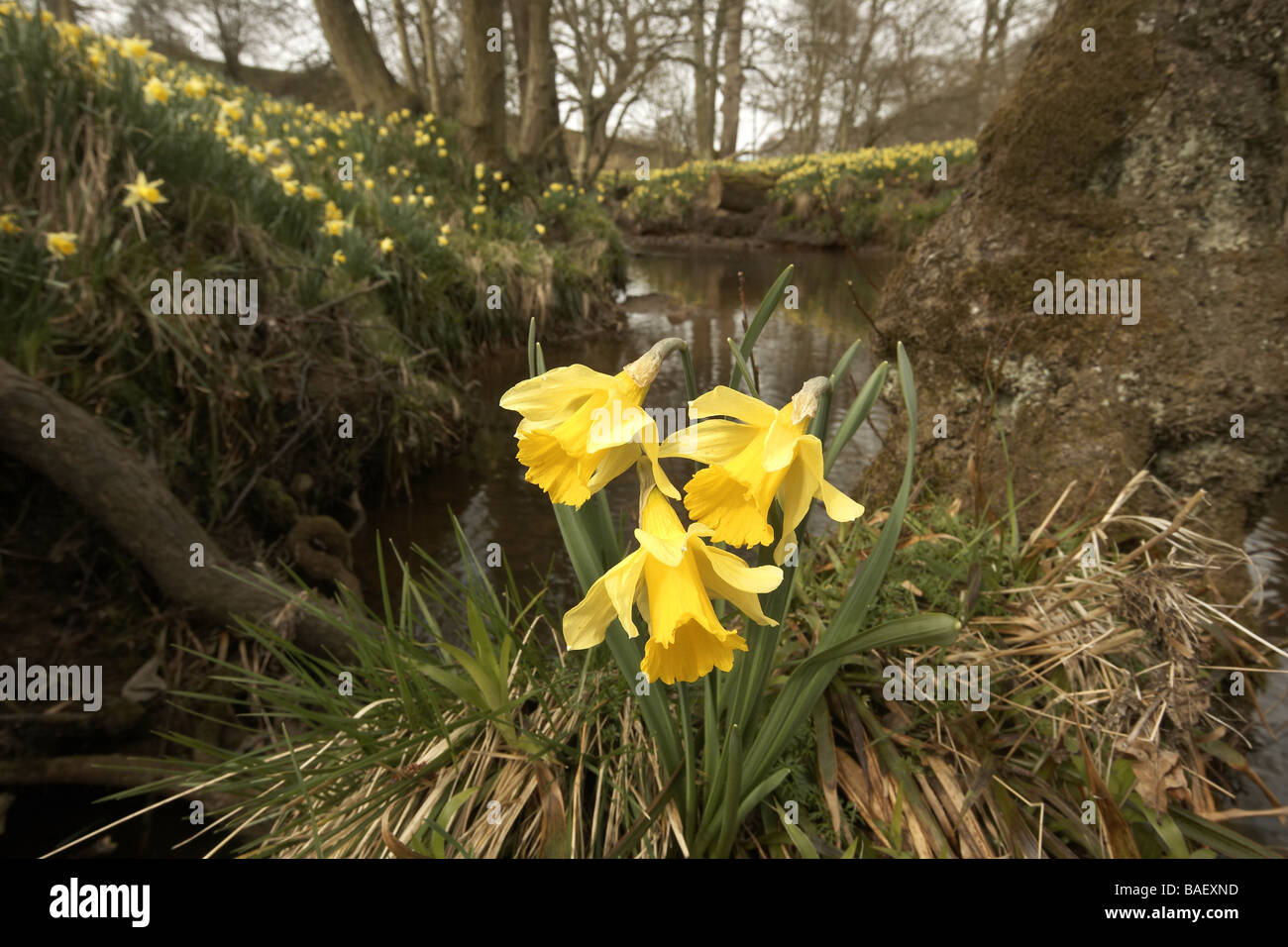 Wilde Narzissen Narcissus Pseudonarcissus von Farndale wachsen nächsten Fluss Dove North Yorkshire UK Stockfoto