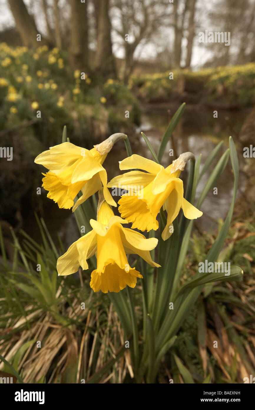 Wilde Narzissen Narcissus Pseudonarcissus von Farndale wachsen nächsten Fluss Dove North Yorkshire UK Stockfoto