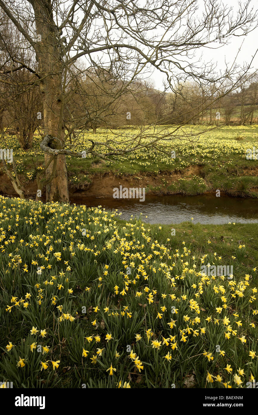 Wilde Narzissen Narcissus Pseudonarcissus von Farndale wachsen nächsten Fluss Dove North Yorkshire UK Stockfoto