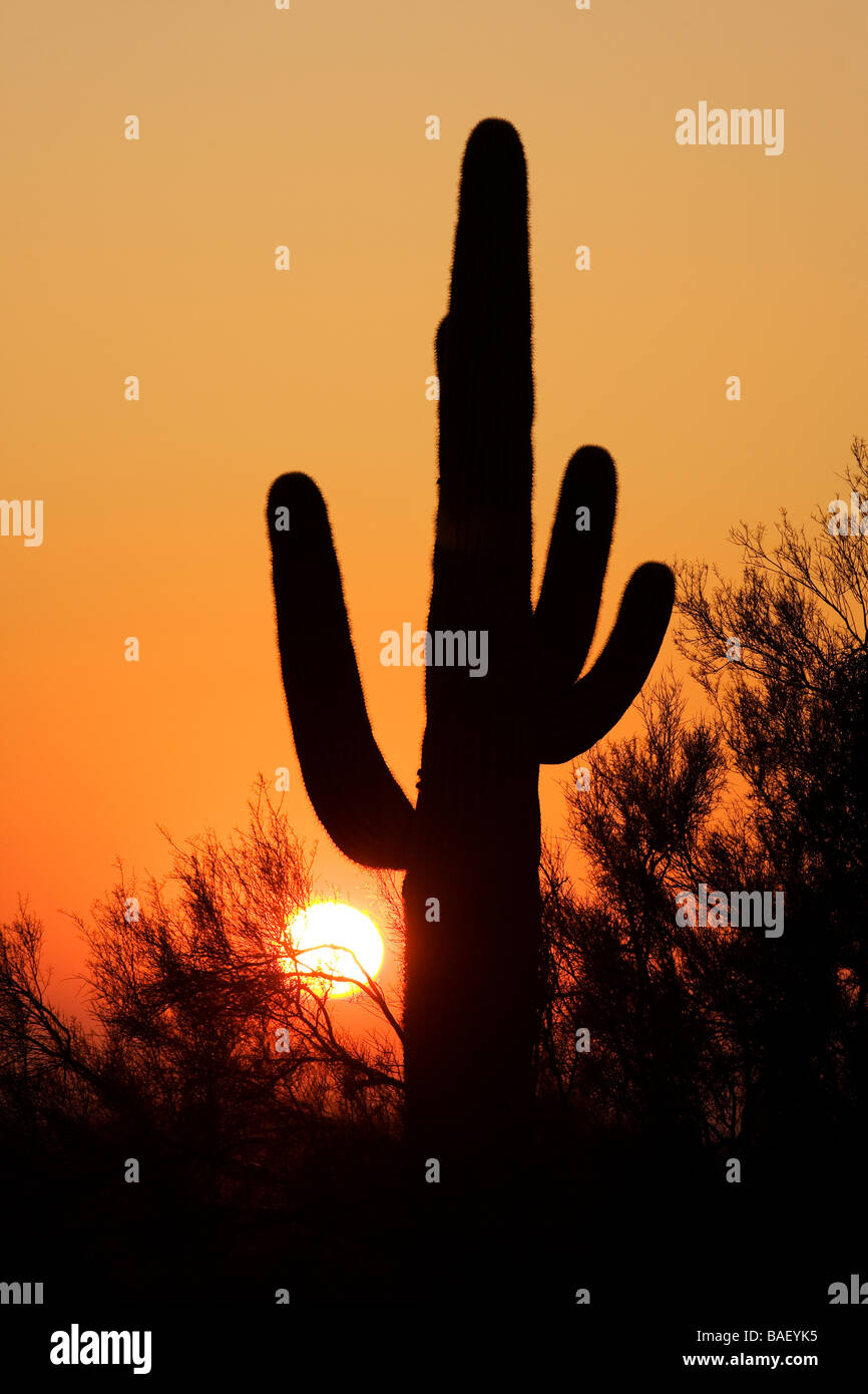 Saguaro-Kaktus bei Sonnenuntergang - Lost Dutchman State Park - Apache Junction, Arizona Stockfoto