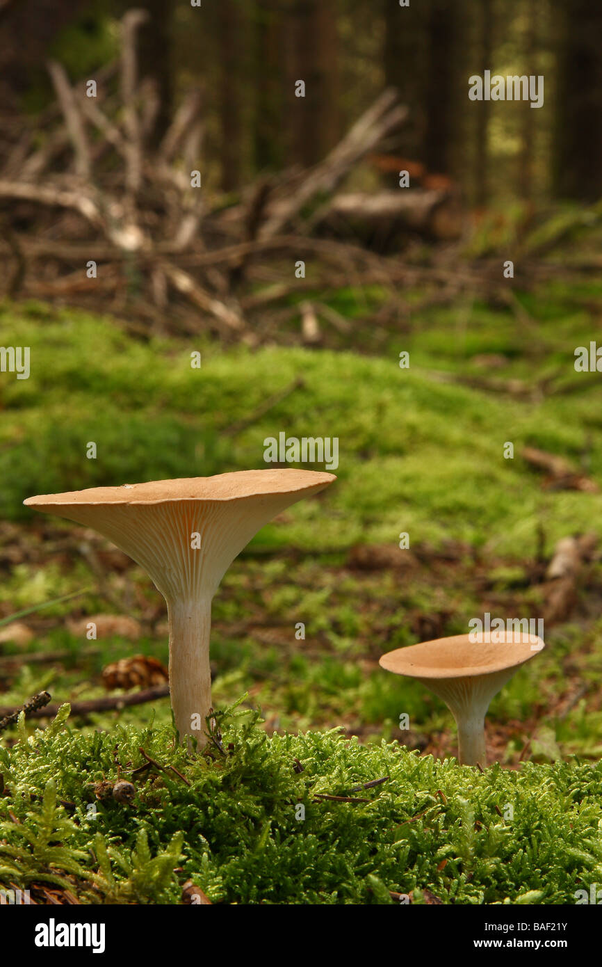 Zwei Clitocybe Geotropa Pilze wachsen in moosigen Wald Limousin-Frankreich Stockfoto
