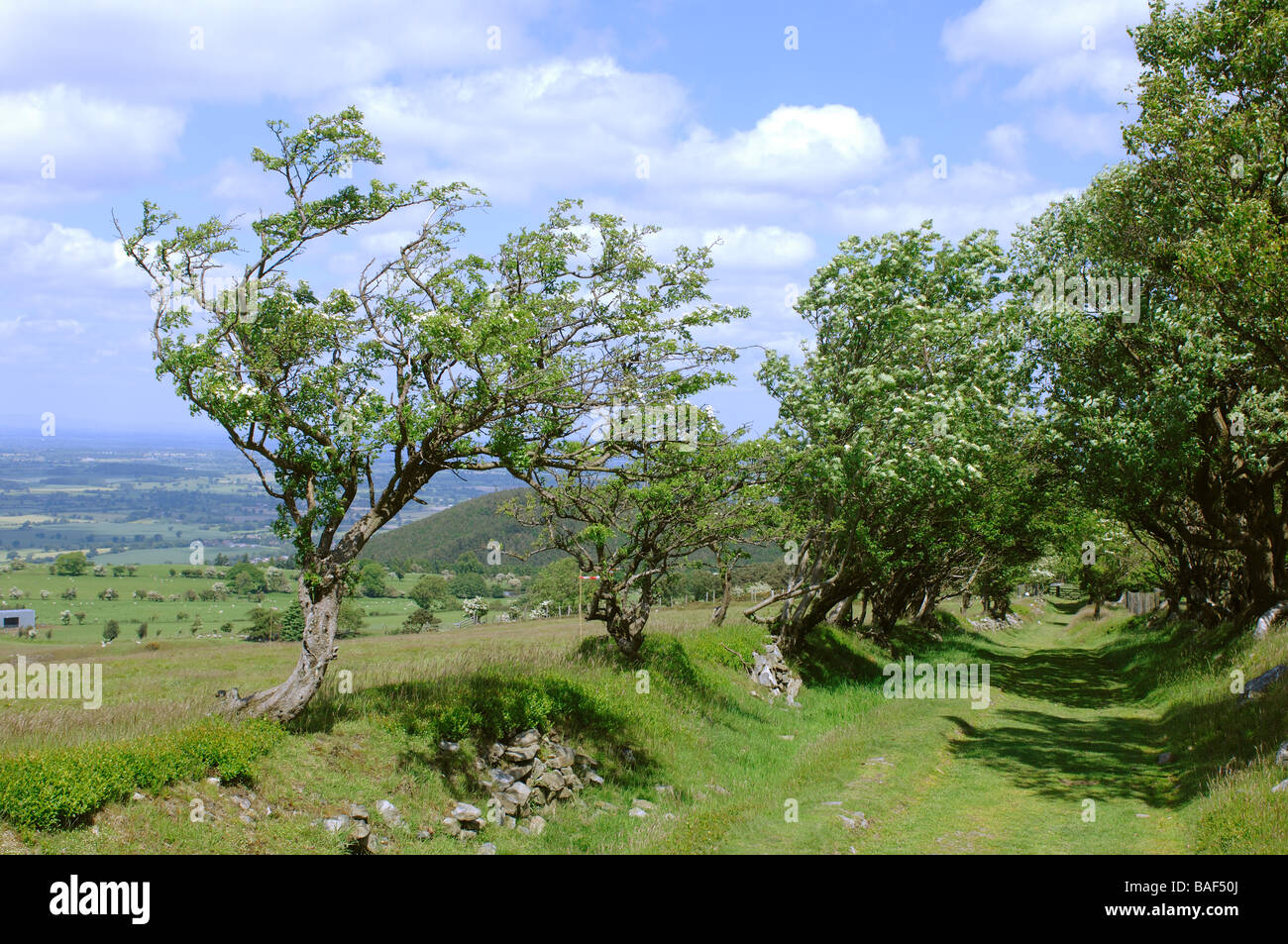 Einer von Bäumen gesäumten grünen Gasse alten rechts des Weges auf den Stiperstones Hügeln in Shropshire, England Stockfoto
