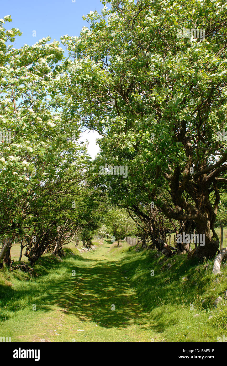 Einer von Bäumen gesäumten grünen Gasse alten rechts des Weges auf den Stiperstones Hügeln in Shropshire, England Stockfoto