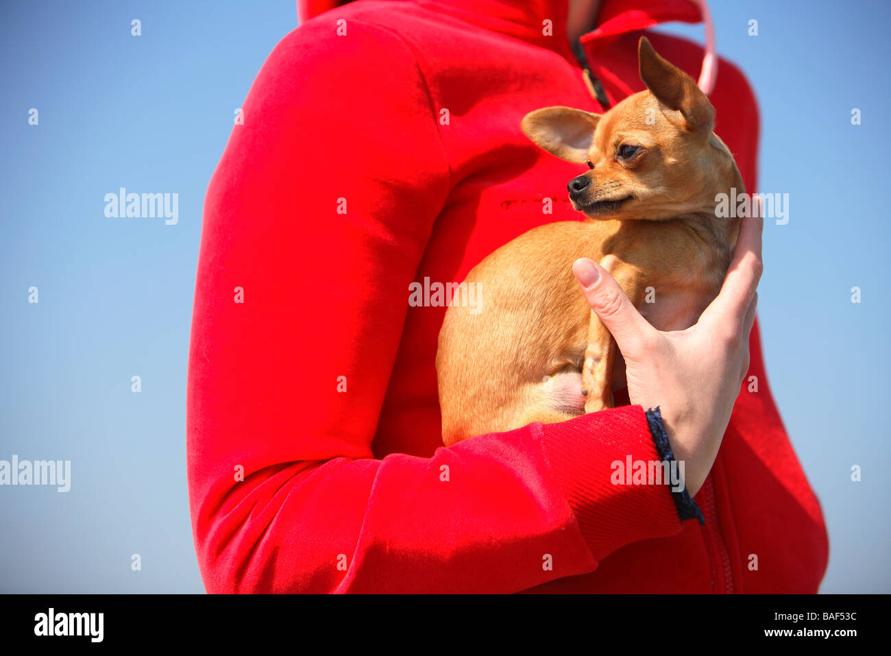 Niederlande, Zeeland, Hund, klein, Chihuahua, Teacup, außen, rot, blau Stockfoto