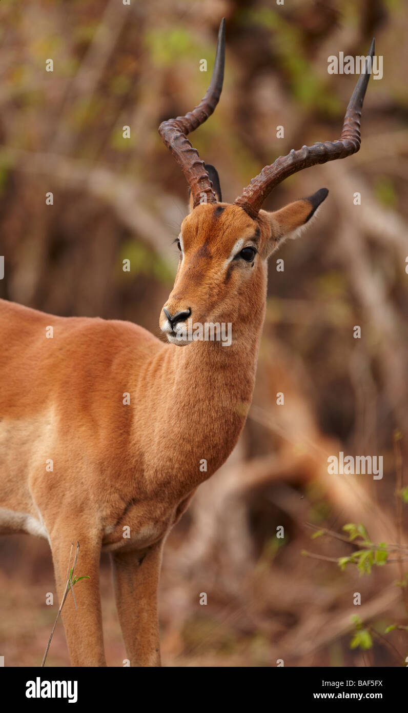 ein Bull Impala, Krüger Nationalpark, Südafrika Stockfoto