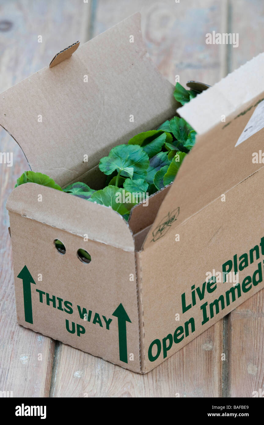 Karton mit pflanzen, die durch die post geschickt wurden -Fotos und  -Bildmaterial in hoher Auflösung – Alamy