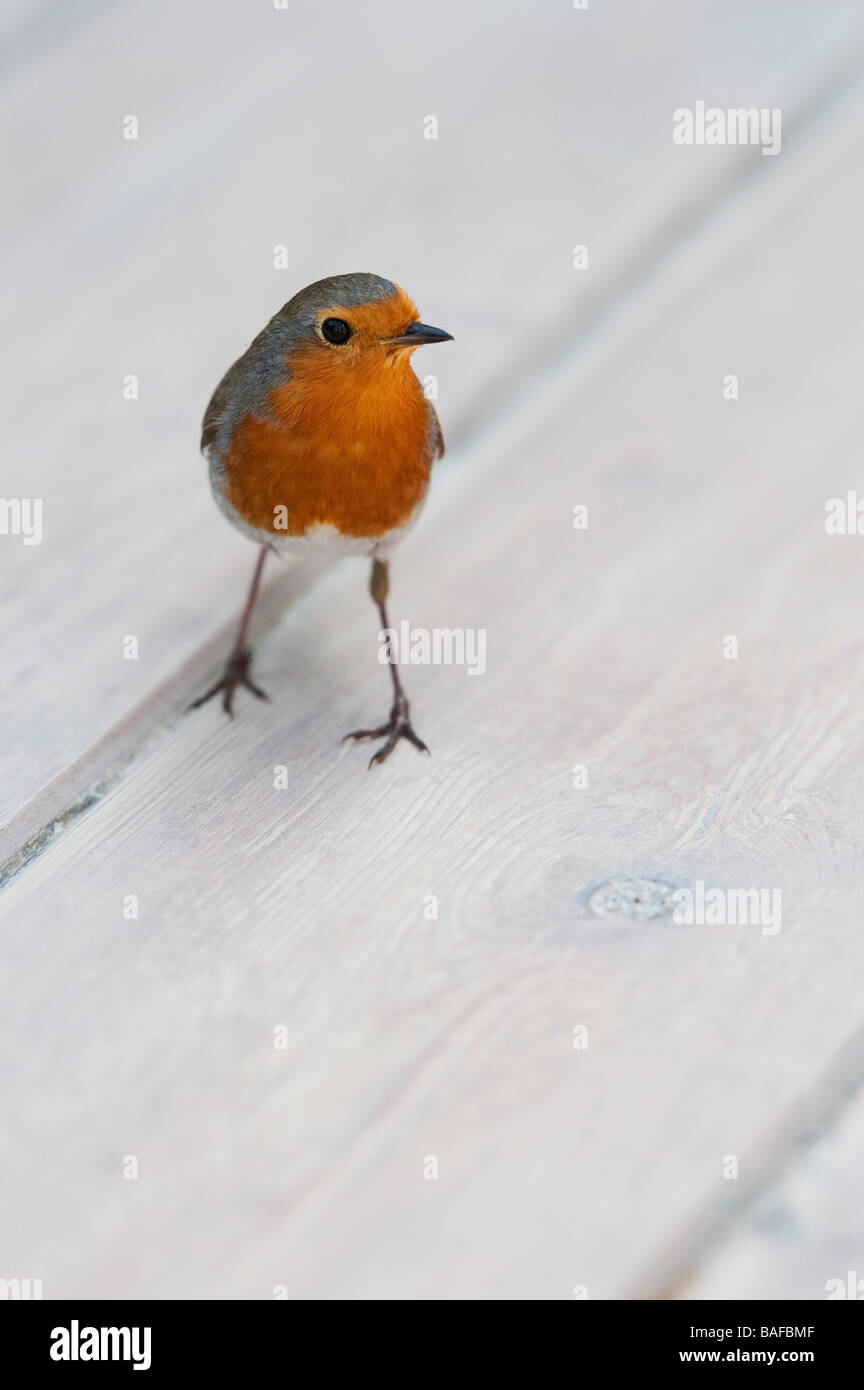 Robin stand auf Garten Tisch. Großbritannien Stockfoto