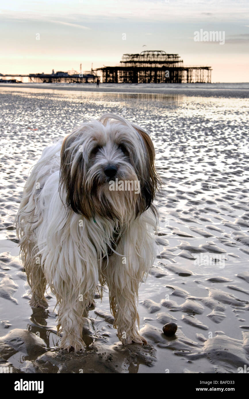 Tibet Terrier Hund am Strand Stockfoto
