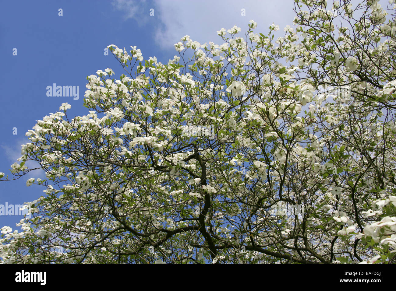 Blühender Hartriegel, Cornus florida 'Ormonde' Cultivar, Cornaceen. Ostnordamerikaner und Nordmexiko Stockfoto