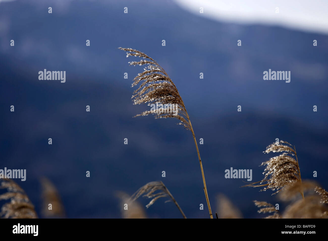 Reed Grass Stockfoto