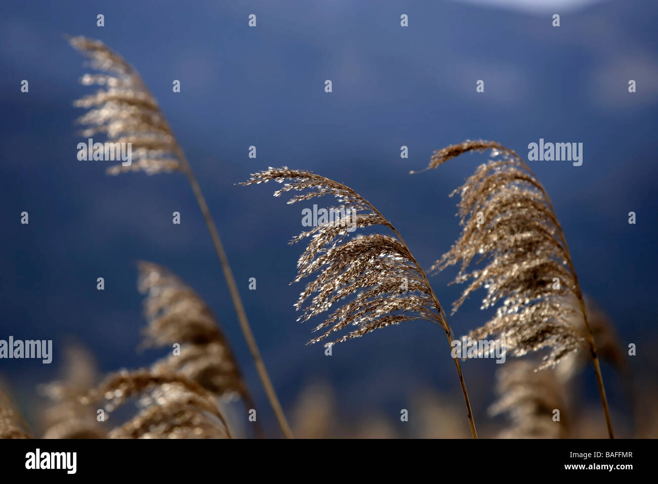 Reed Grass Stockfoto