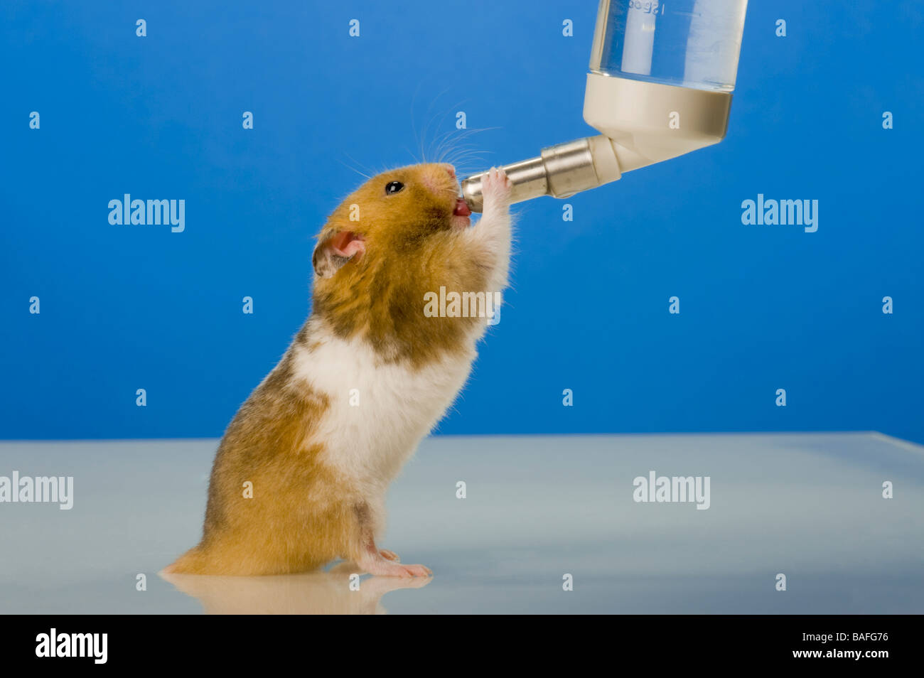 HAMSTER trinkt Wasser Wasserflasche Flasche Getränk flinke Tier Haustier Petshop Hause Haltung Stretch Goldhamster Nager Zoo, Spaß, lustig Stockfoto