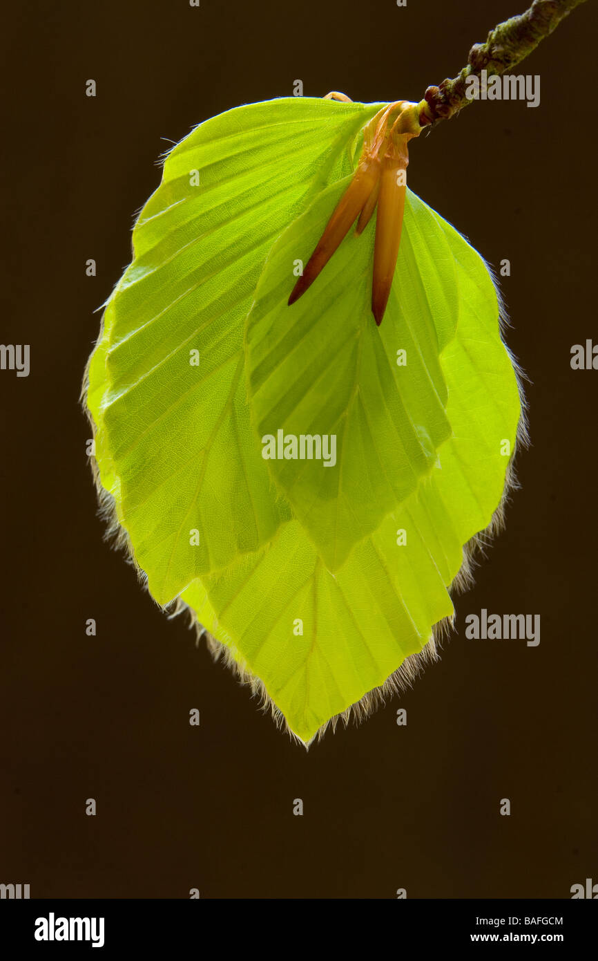 Europäische oder Rotbuche Baum (Fagus Sylvatica) Blättern in einem englischen Waldgebiet Stockfoto