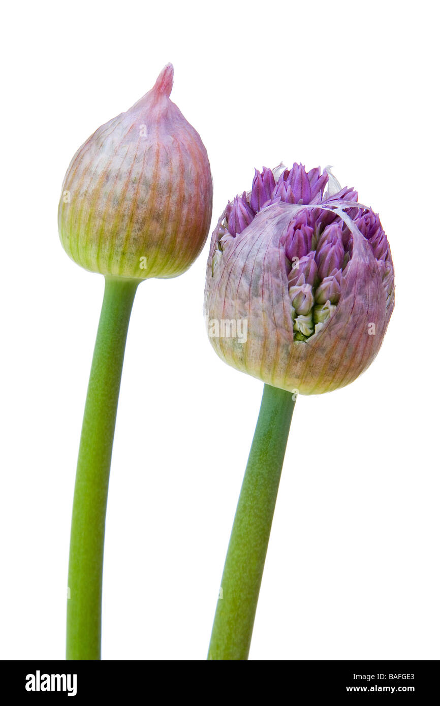 Allium Blumen Kopf zeigen sprießen Zwiebelchen Stockfoto