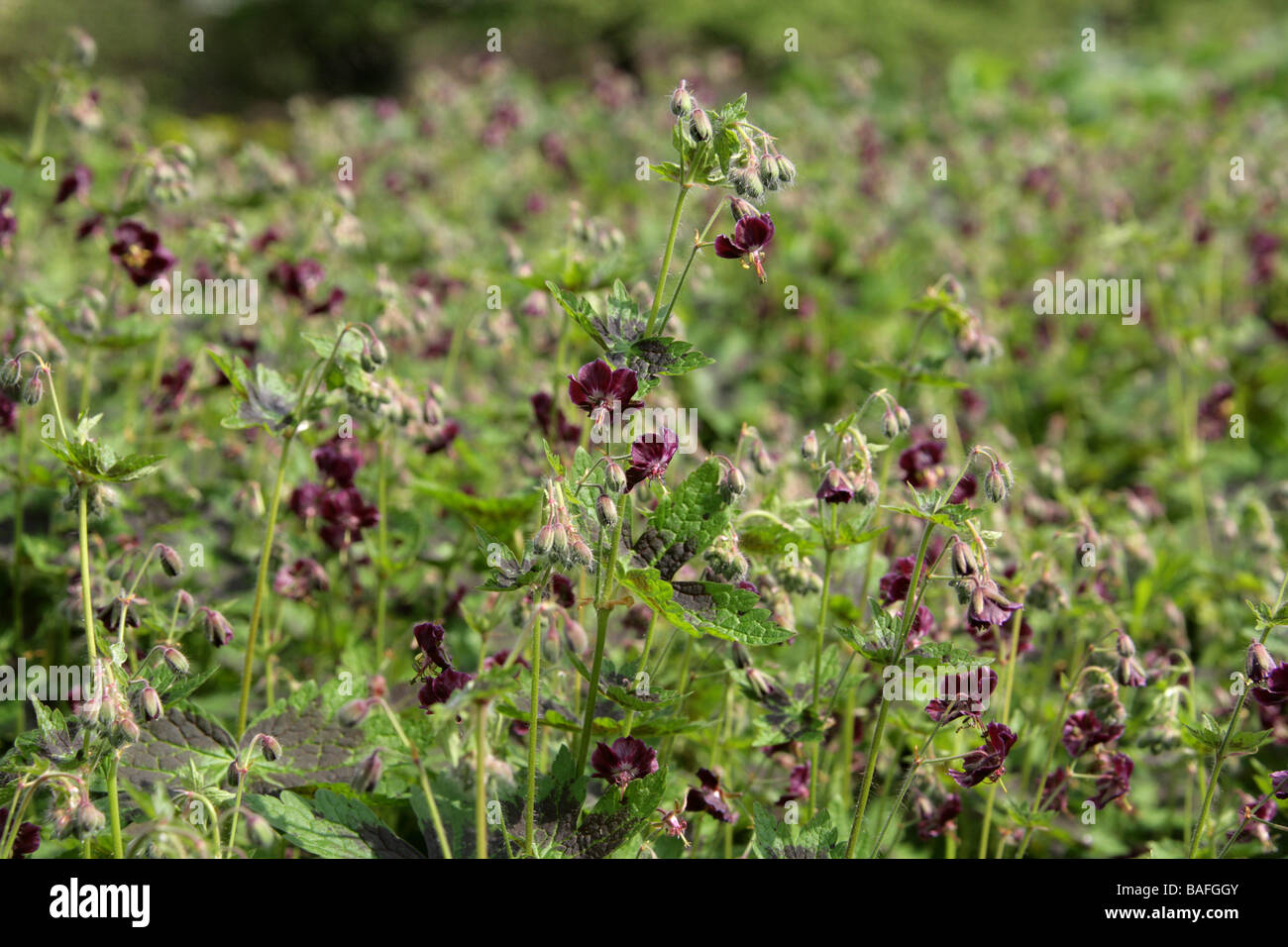 Dusky Cranesbill, Mourning Widow oder Black Widow, Geranium phaeum 'Samobor', Geraniaceae. Mittelwestliches Europa Stockfoto