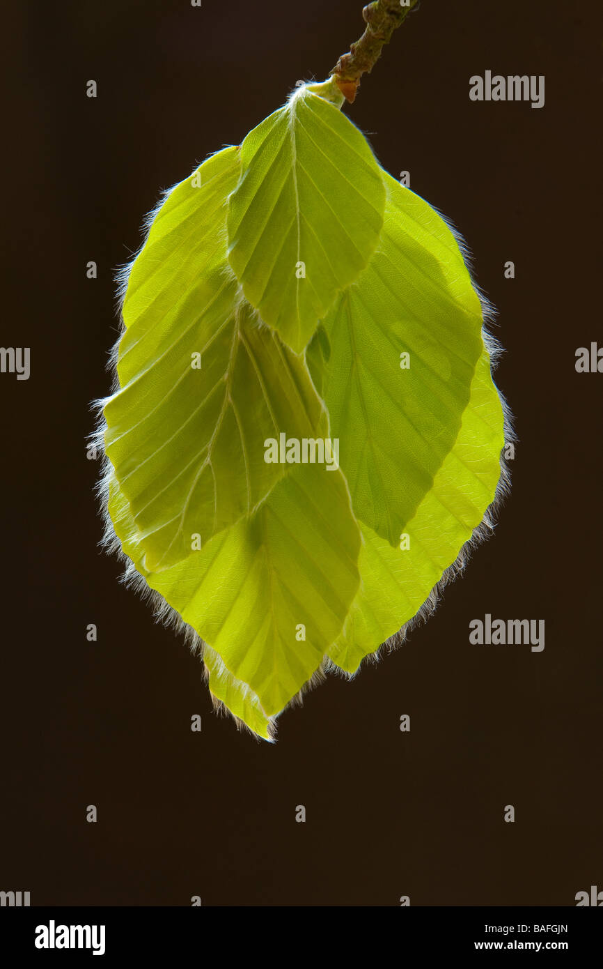 Europäische oder Rotbuche Baum (Fagus Sylvatica) Blättern in einem englischen Waldgebiet Stockfoto