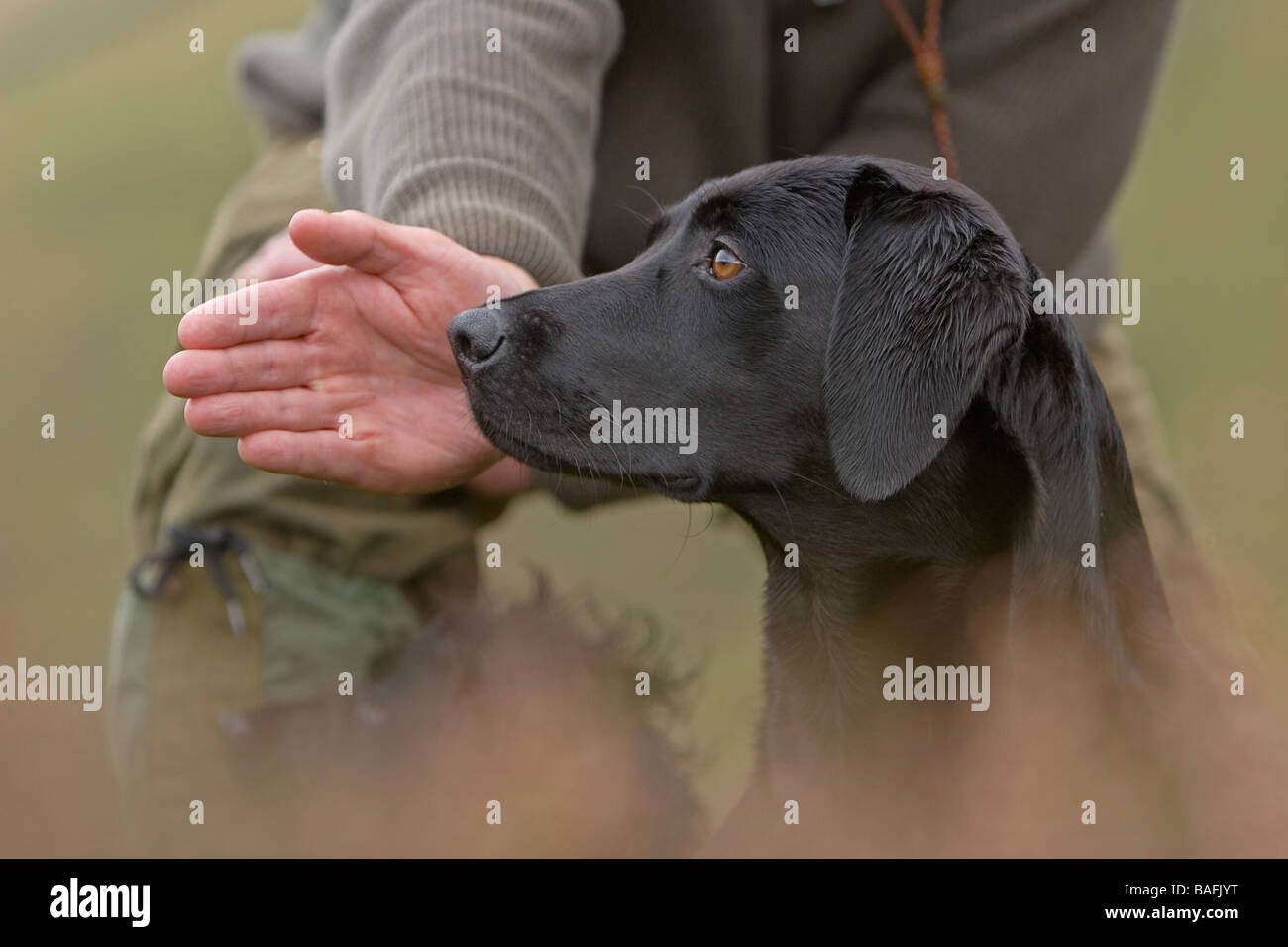Ein schwarzer Labrador Retriever für ein abrufen gesendet werden Stockfoto