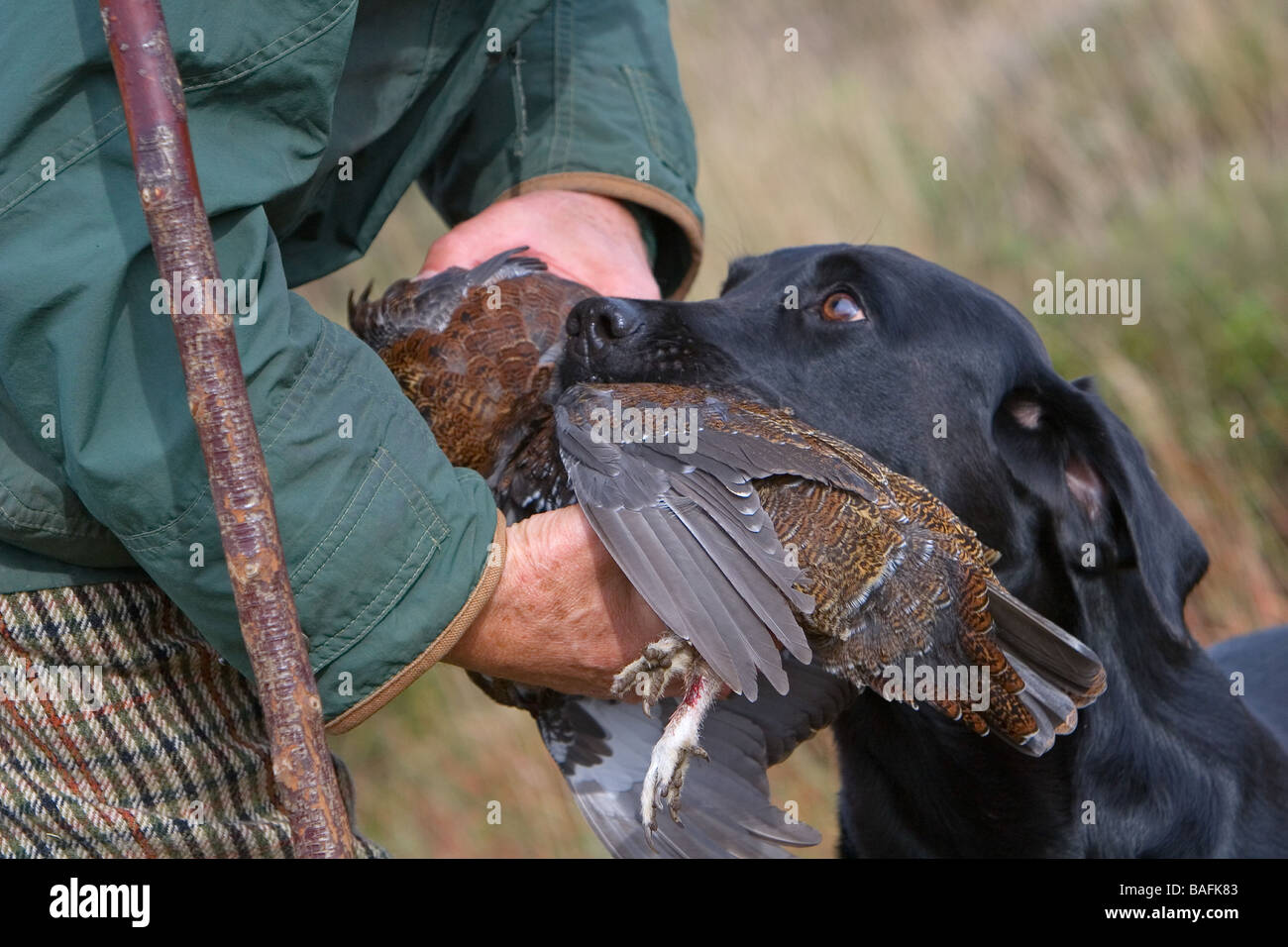 Ein schwarzer Labrador Abrufen einer Grouse zur hand Stockfoto