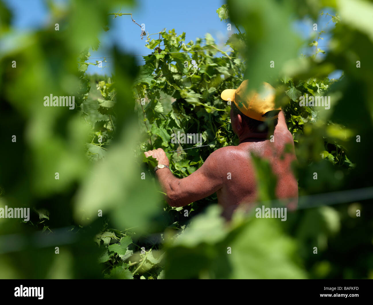Bauern arbeiten und neigen dazu, die Weinberge der Scacciadiavoli Weinberge in Montefalco Italien Stockfoto