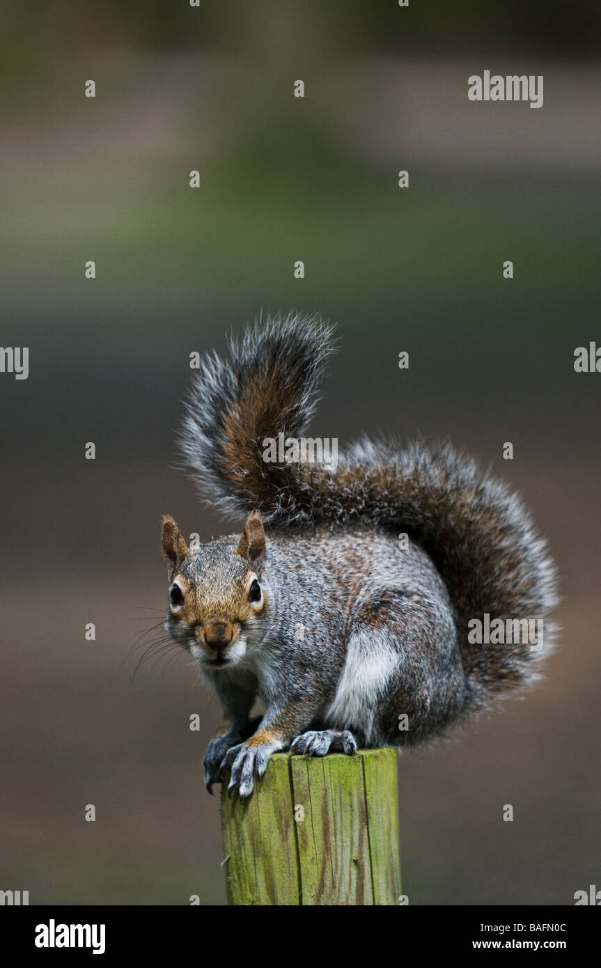 Ein graues Eichhörnchen schleicht caroliniensis. Stockfoto