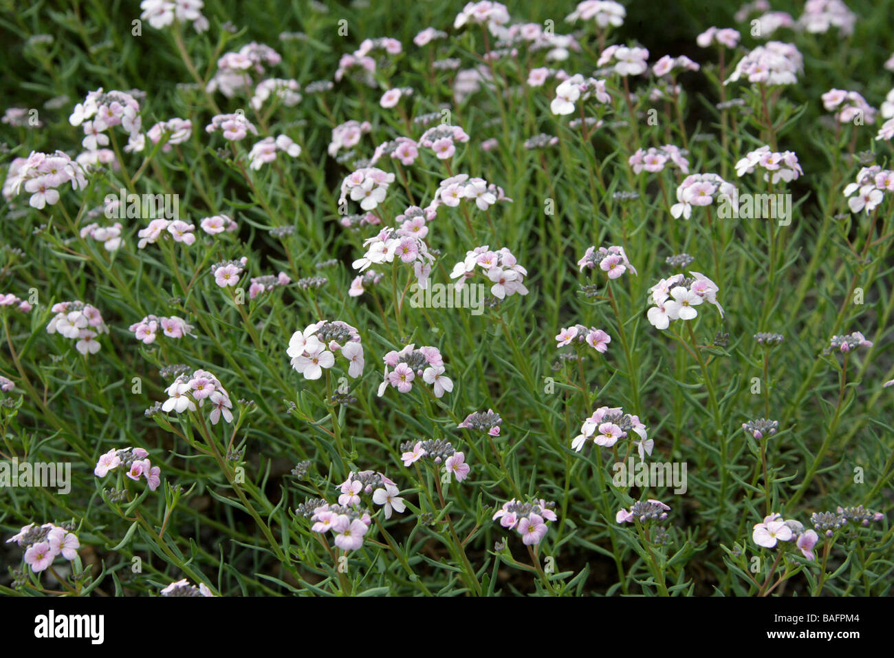 Stonecress, Aethionema Pseudarmenum, Brassicaceae, Türkei Stockfoto