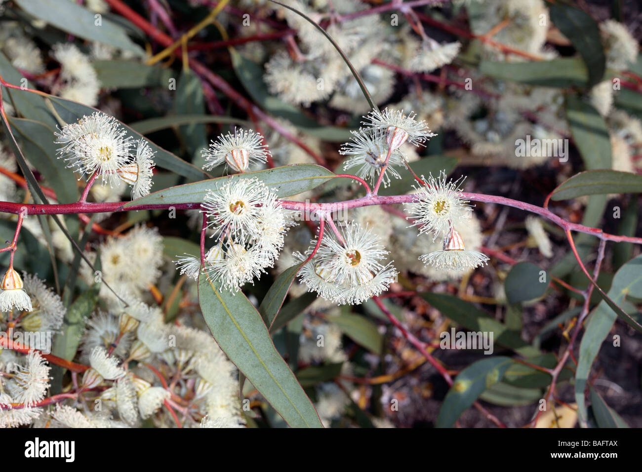 Backbutt Blumen-Eukalyptus Pilularis - Familie Myrtaceae Stockfoto