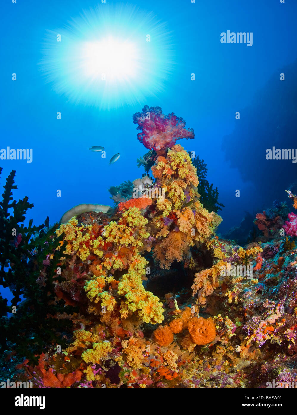 Unterwasser Starburst Wangen hinunter auf Weichkorallen, Fidschi Stockfoto