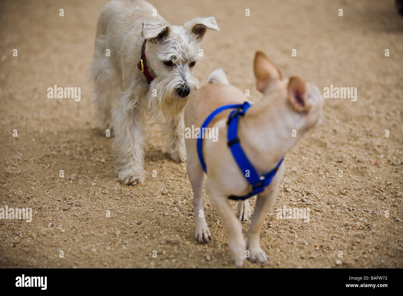 Hunde Ar Culver City Dog Park California Vereinigte Staaten von Amerika Stockfoto