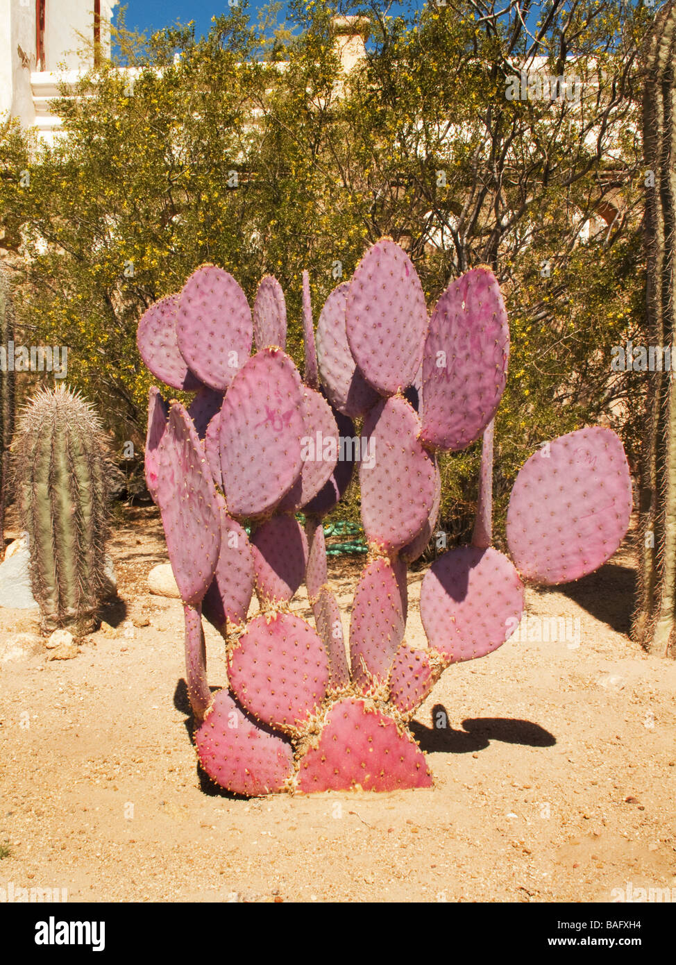 Rote Insel Prickly Pear Cactus Arizona Stockfoto