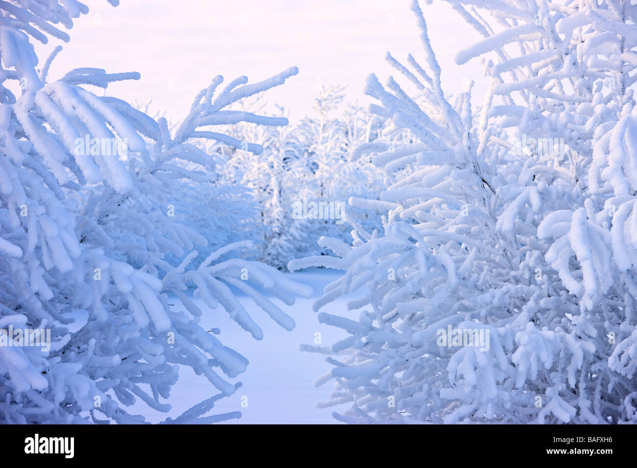 Schneebedeckte Nadelbäume Stockfoto