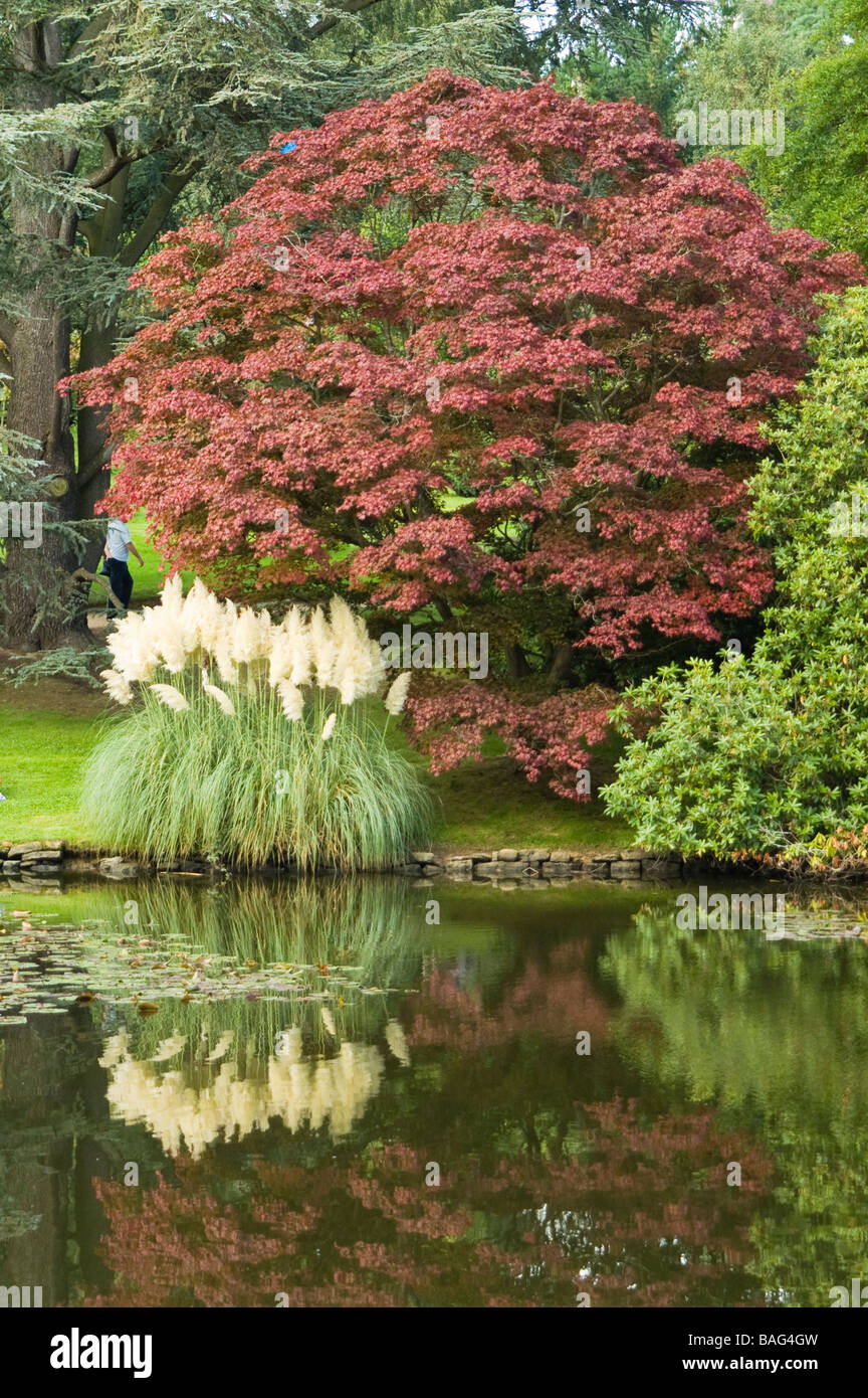 Rot Acer Tress und Pampasgras mit Reflexion über Teich Stockfotografie