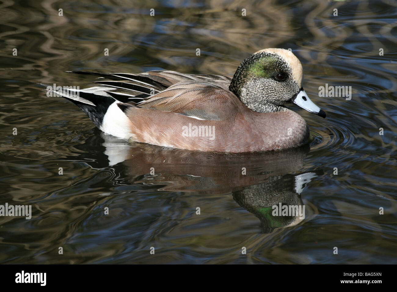 Männliche amerikanische Pfeifente Mareca Americana (ehemals Anas americana) Schwimmen bei Martin bloße WWT Lancashire, Großbritannien Stockfoto