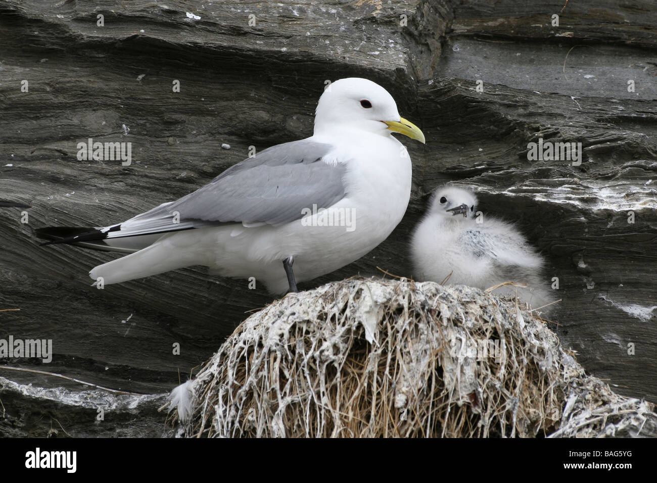 Schwarz-legged Kittiwake Rissa Tridactyla mit Küken auf Sea Cliff Nest in Northumberland, England, UK Stockfoto